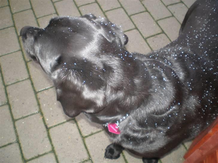 Labrador retriever Sweetwater's Bufftown DØD - Hvor er Nanna nu ? billede 5