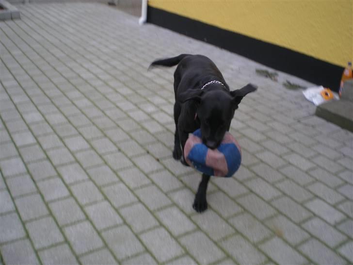 Labrador retriever Sweetwater's Bufftown DØD - ... billede 6