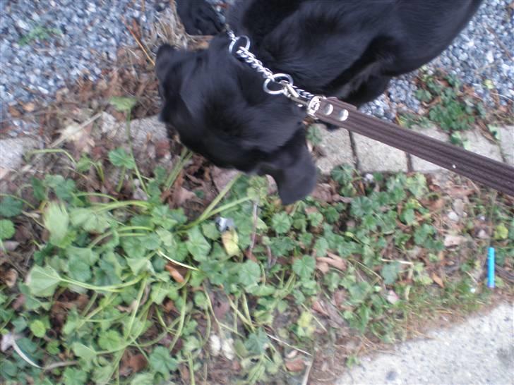 Labrador retriever Sweetwater's Bufftown DØD - Her har vist været en lækker hanhund! billede 7