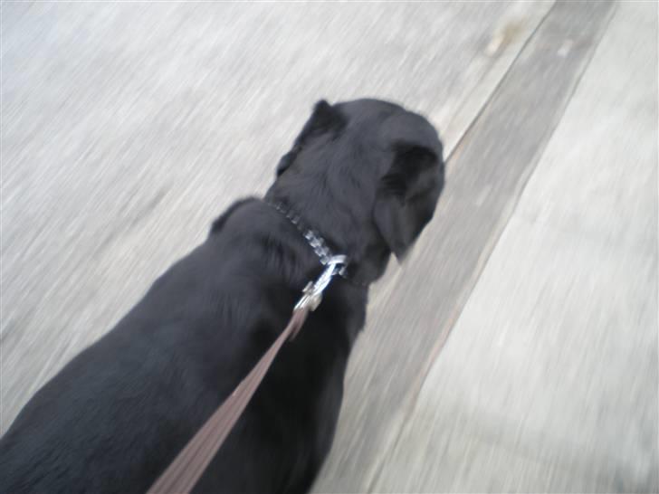 Labrador retriever Sweetwater's Bufftown DØD - Jeg går så pænt i snor! billede 8