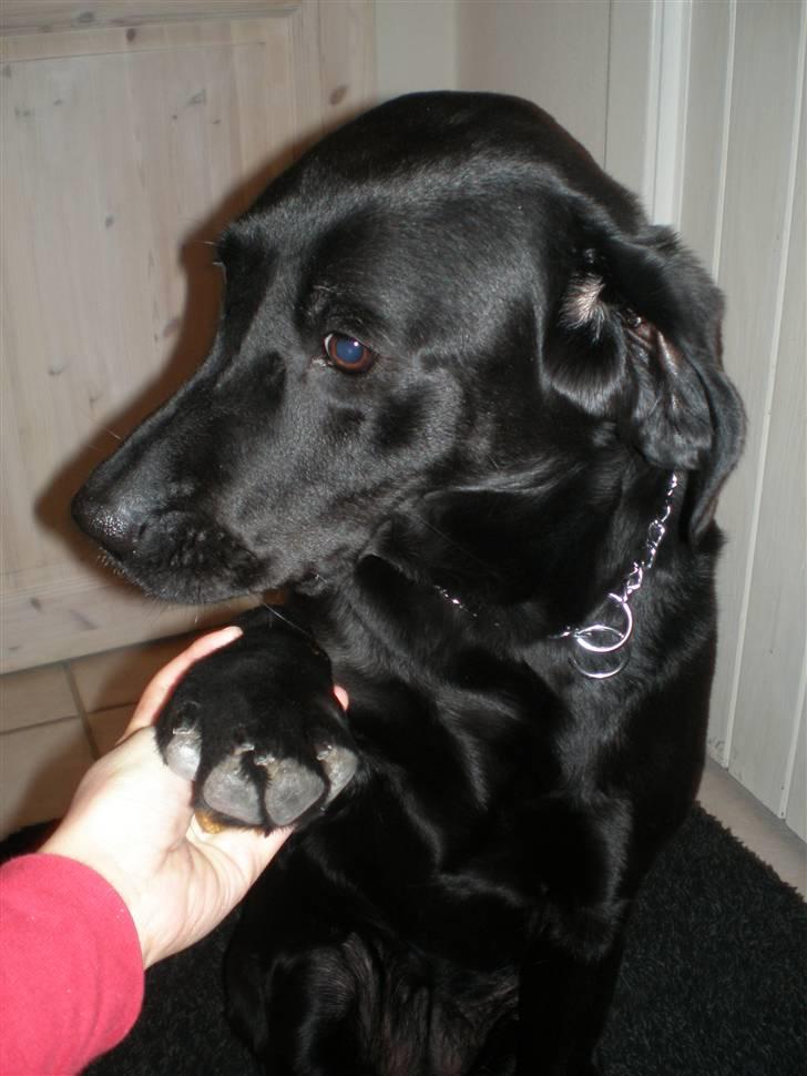 Labrador retriever Sweetwater's Bufftown DØD - Godbid NU! billede 9