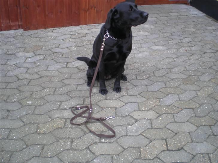 Labrador retriever Sweetwater's Bufftown DØD - Jeg venter lige så pænt på at jeg må slippes løs billede 10