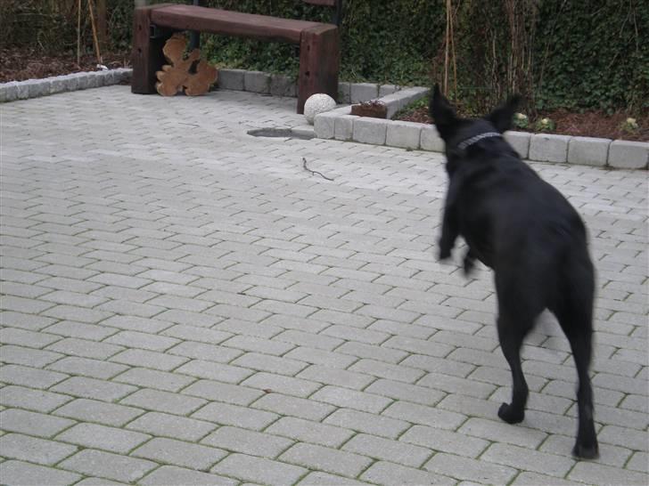 Labrador retriever Sweetwater's Bufftown DØD - Wuuuh! Efter pinden! Flyveører xD billede 11