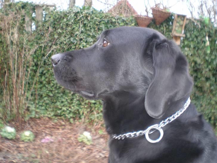 Labrador retriever Sweetwater's Bufftown DØD - SIIIIID RET! billede 12