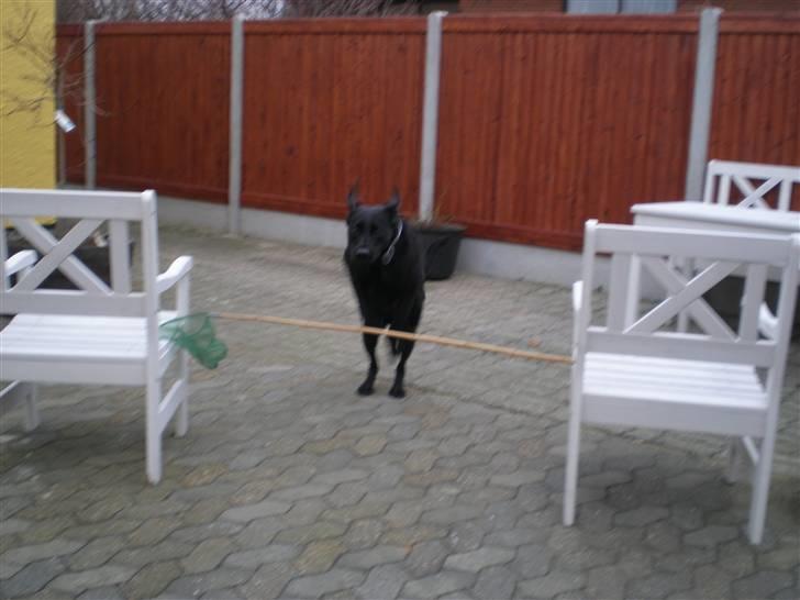 Labrador retriever Sweetwater's Bufftown DØD - Mille springer<3 Det kære dyr billede 13