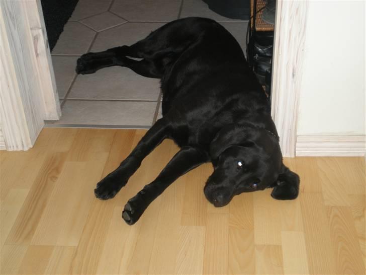 Labrador retriever Sweetwater's Bufftown DØD - *Pyyha!* Det er hårdt at være hund! billede 14