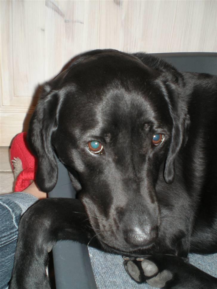 Labrador retriever Sweetwater's Bufftown DØD - Hendes søde og bedårende øjne billede 15