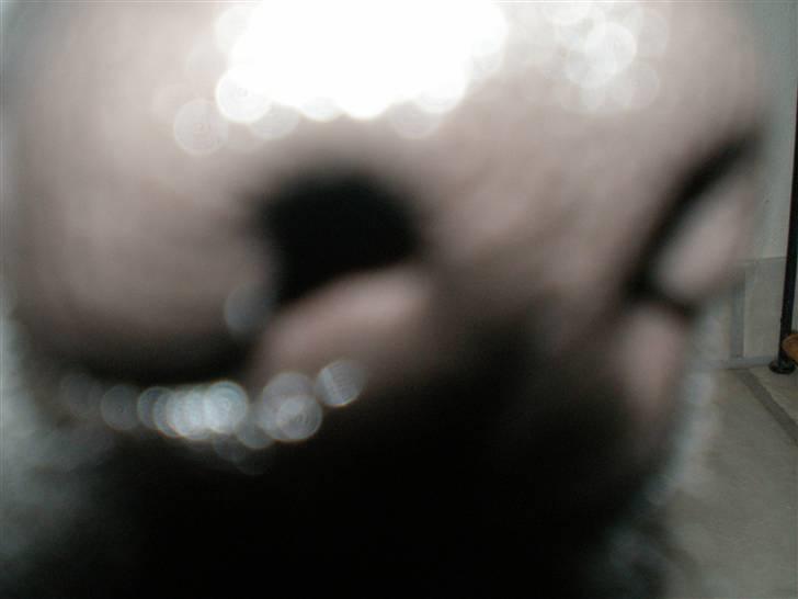 Labrador retriever Sweetwater's Bufftown DØD - CUT! :´) billede 16