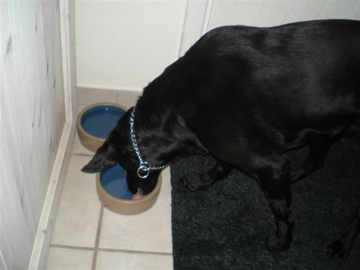 Labrador retriever Sweetwater's Bufftown DØD billede 17