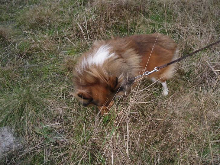 Shetland sheepdog <3Tjalfe<3 - kom og se jeg er sikker på at der har været en lækker hun hund her=) billede 13