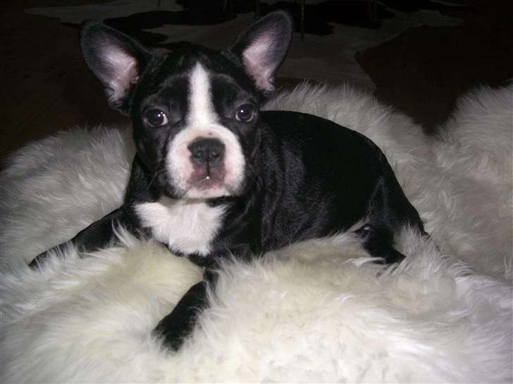 Fransk bulldog Chilla billede 1