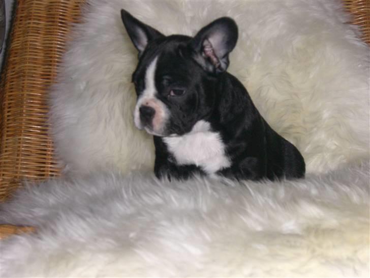 Fransk bulldog Chilla billede 2