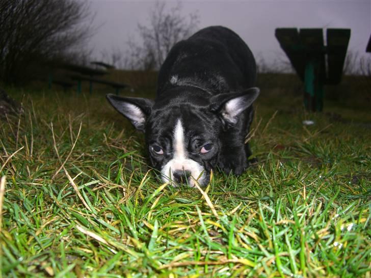 Fransk bulldog Chilla billede 3