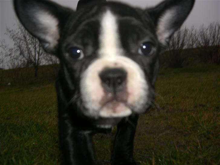 Fransk bulldog Chilla billede 4