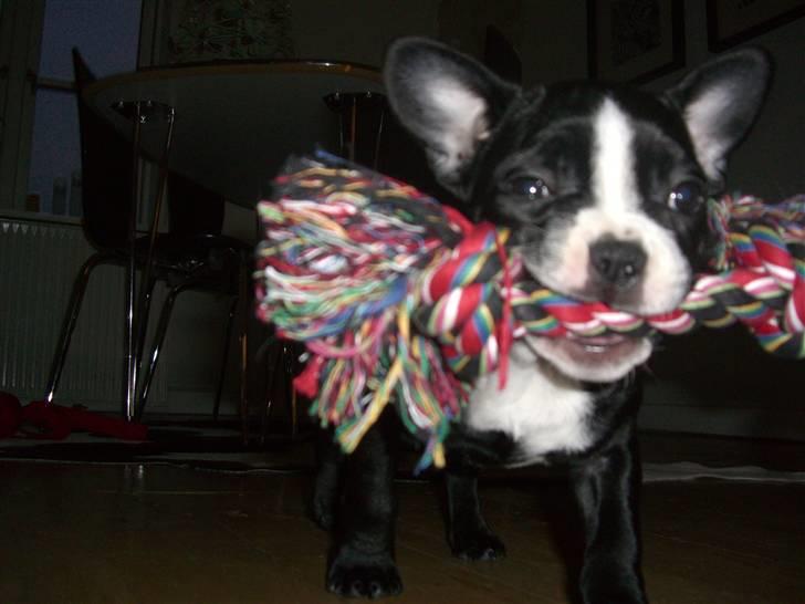 Fransk bulldog Chilla billede 5