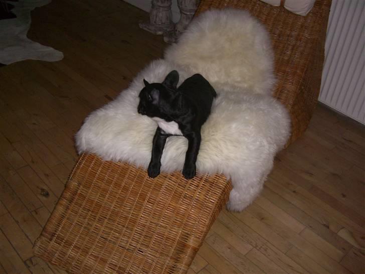 Fransk bulldog Chilla billede 6