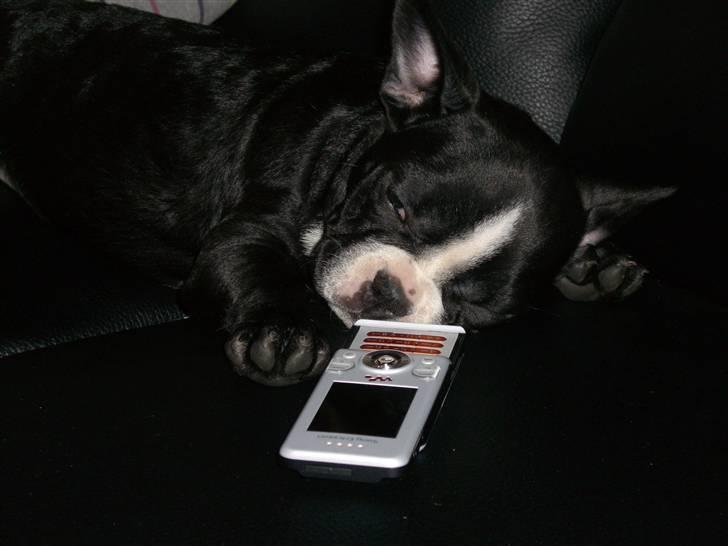 Fransk bulldog Chilla billede 7