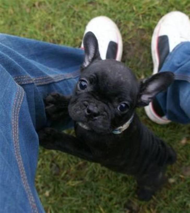 Fransk bulldog Thorkild billede 1