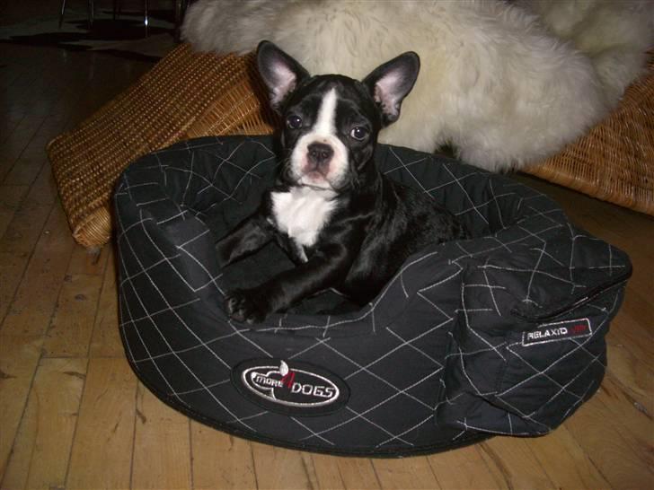 Fransk bulldog Chilla billede 8