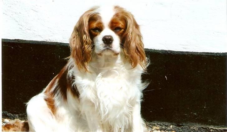 Cavalier king charles spaniel Smilla billede 12