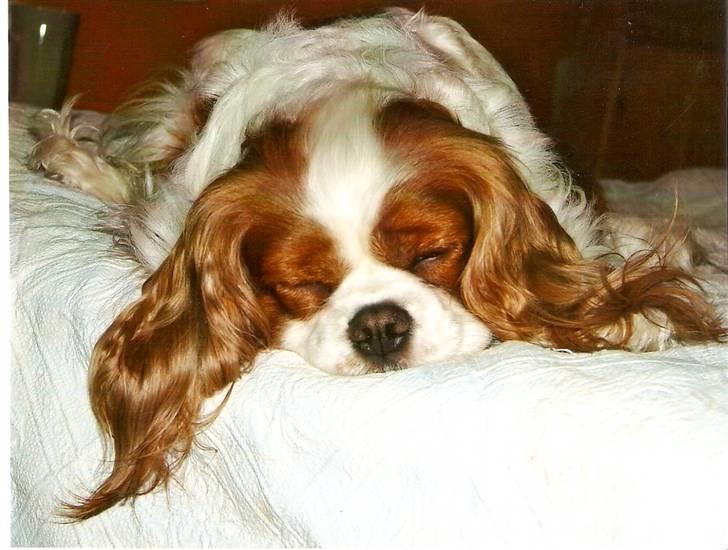 Cavalier king charles spaniel Smilla billede 13