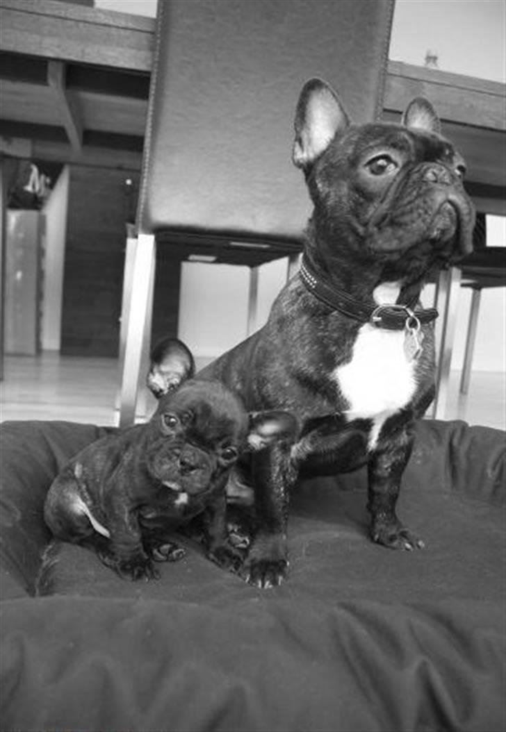 Fransk bulldog Thorkild - Thorkild og Storebror billede 2