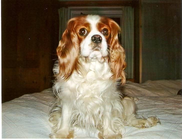 Cavalier king charles spaniel Smilla billede 14