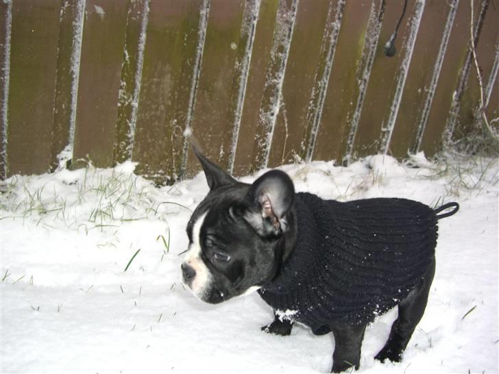 Fransk bulldog Chilla billede 10