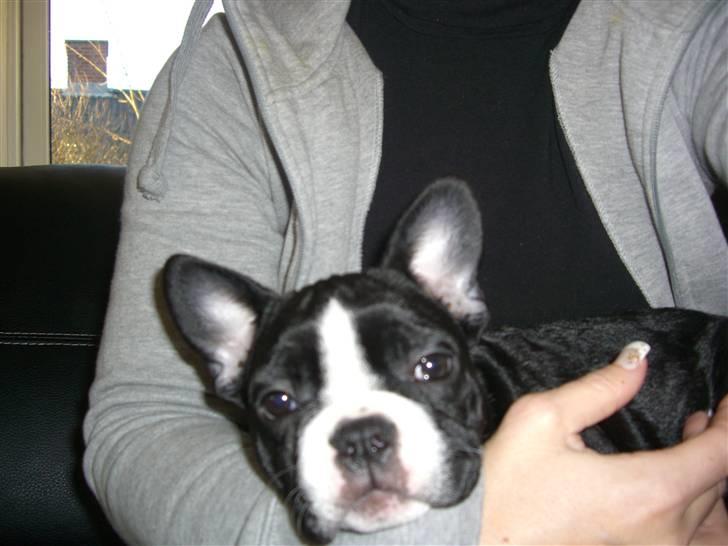 Fransk bulldog Chilla billede 11
