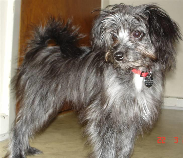 Blanding af racer Soffi billede 7