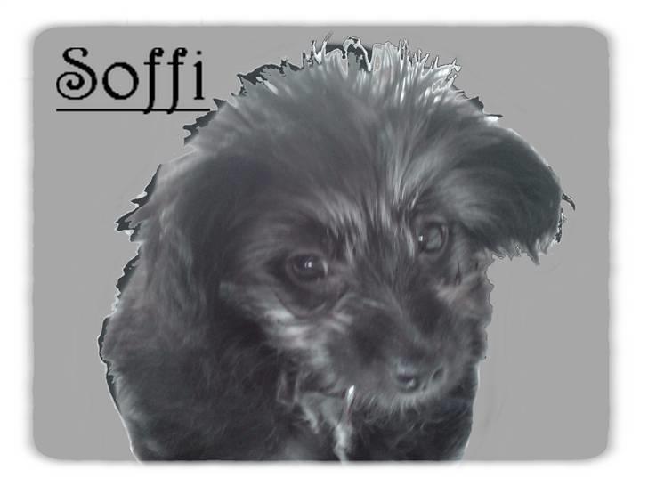 Blanding af racer Soffi billede 8