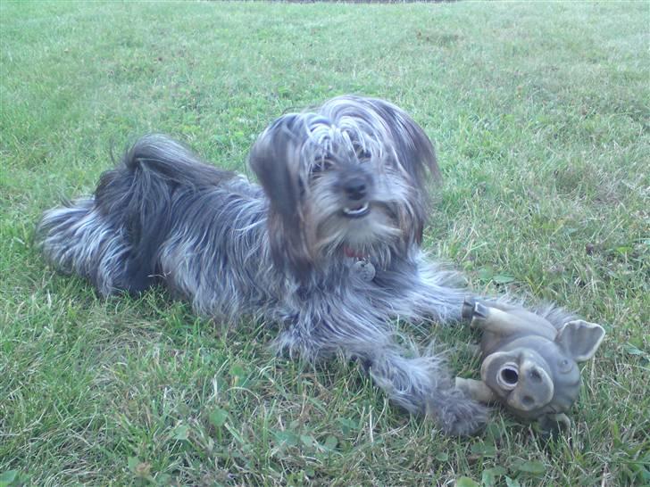 Blanding af racer Soffi - Jeg vil vææk hurtigt! billede 9