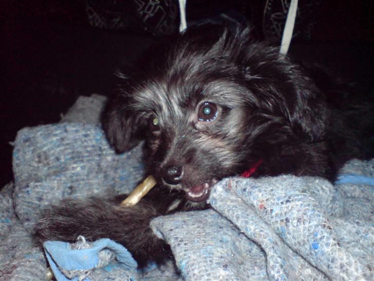 Blanding af racer Soffi - En kurv og et ben er alt en hund kan ønske sig. billede 10