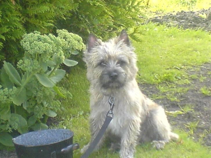 Cairn terrier Charlie billede 1