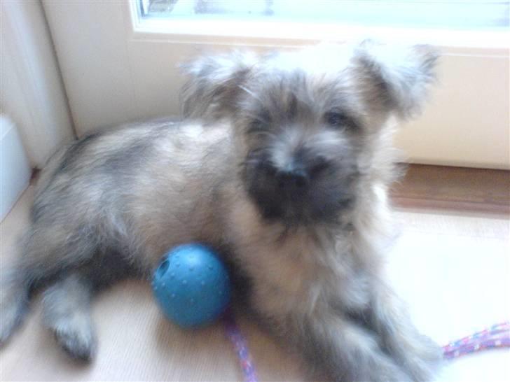 Cairn terrier Charlie - Baby Charlie billede 2