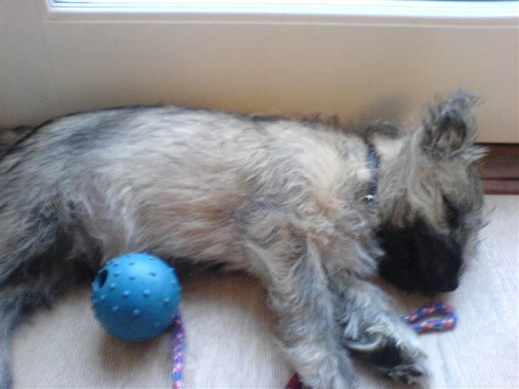 Cairn terrier Charlie - Sovende baby Charlie billede 3