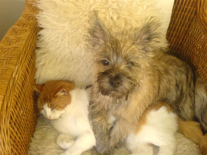 Cairn terrier Charlie - Charlie og vores gamle kat Sofus billede 4