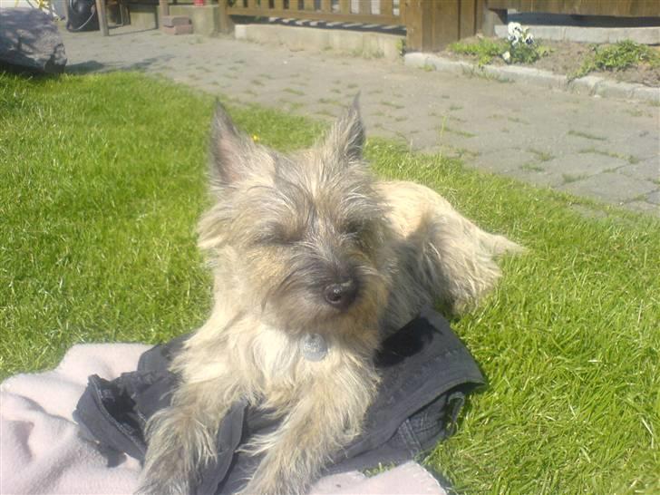 Cairn terrier Charlie billede 5