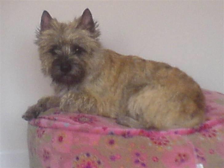 Cairn terrier Charlie - Ingen konge uden sin egen kone-puf billede 6