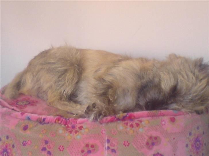 Cairn terrier Charlie billede 7