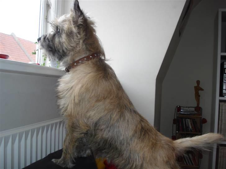 Cairn terrier Charlie - En stolt Charlie der holder øje med det hele billede 8