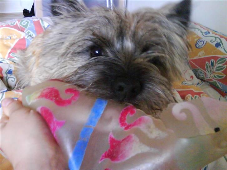 Cairn terrier Charlie - Charlie med sin bold billede 9