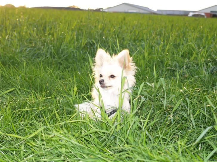 Blanding af racer Lillie - Jeg klapper lige ørene ind når jeg skal løbe stærkt. billede 10