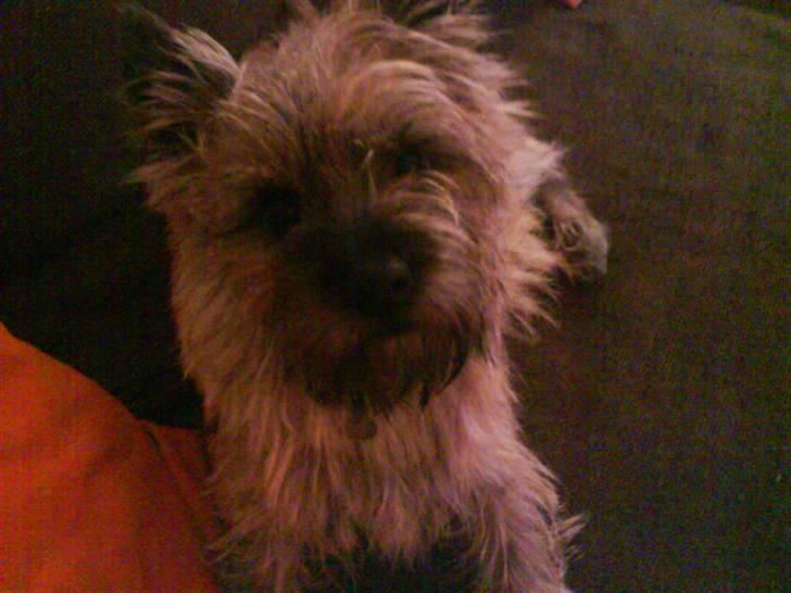 Cairn terrier Charlie billede 10