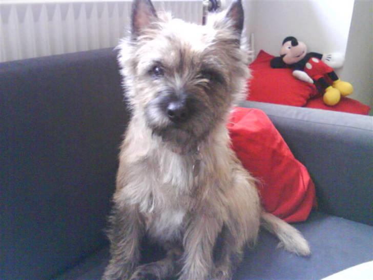 Cairn terrier Charlie - Ny-trimmet og noget så kær billede 11