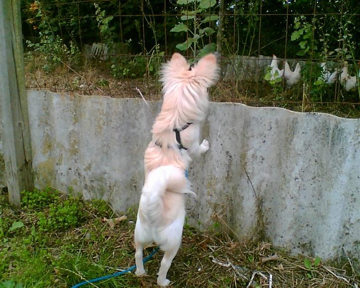 Blanding af racer Lillie - Hvordan kommer man mon ind i hønsegården? billede 11