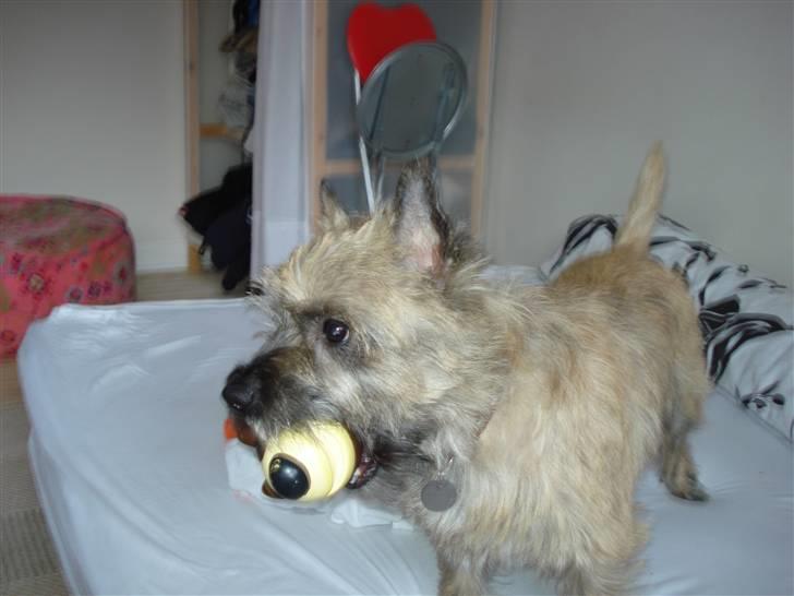 Cairn terrier Charlie billede 12