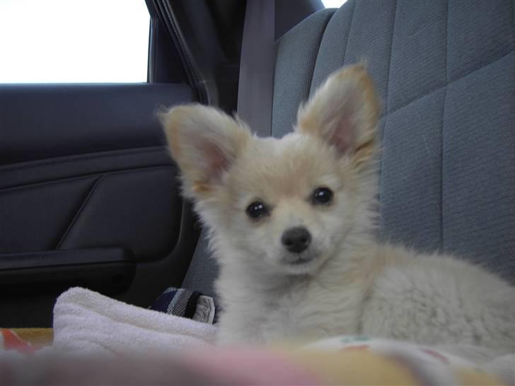 Blanding af racer Lillie billede 12