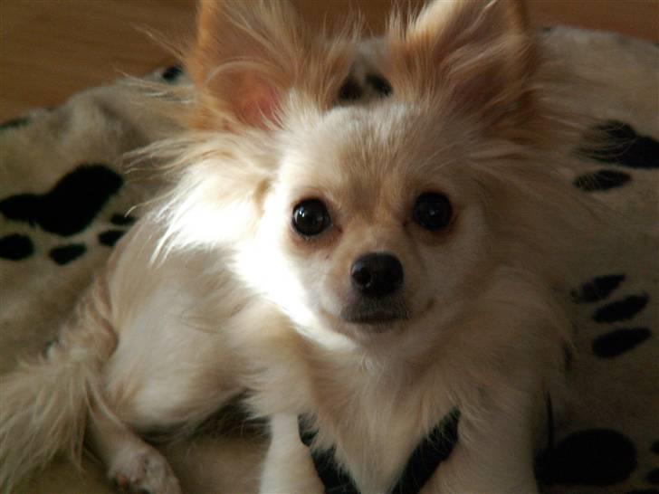 Blanding af racer Lillie billede 13