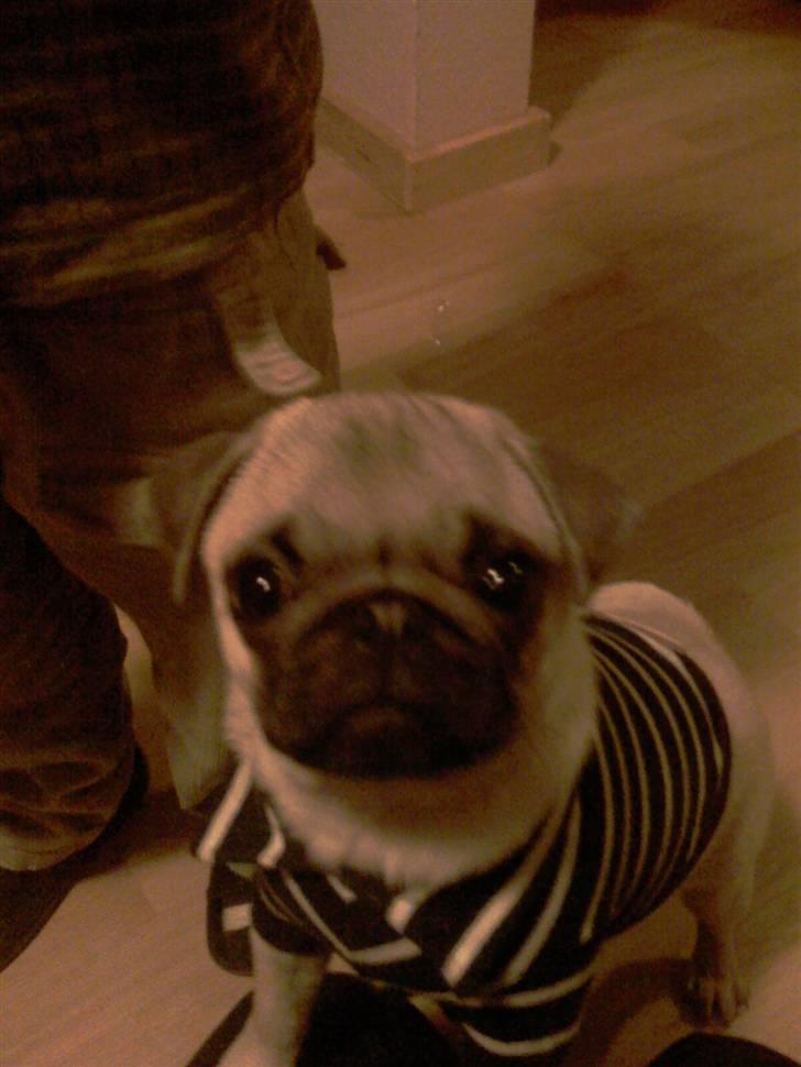 Mops Manse billede 1